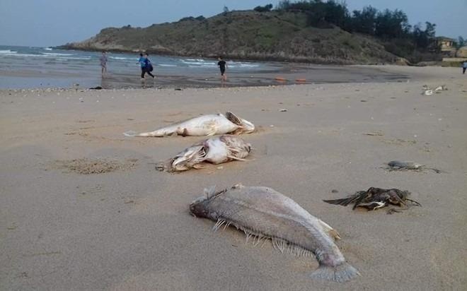 Du kien cong bo nguyen nhan ca chet vao ngay 29/6 hinh anh