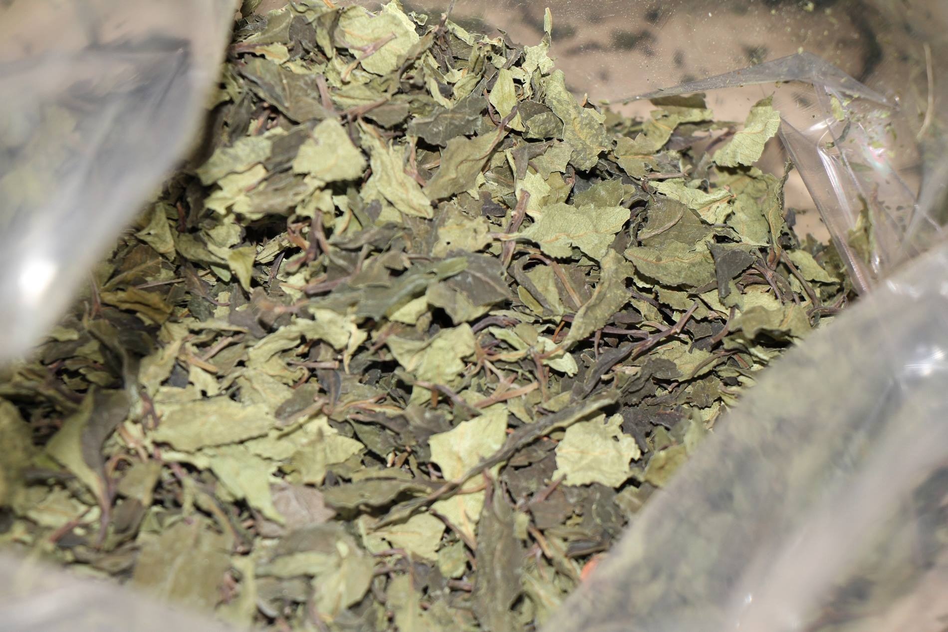 ma túy 'Khat' cực độc ảnh 2 ma tuy 'Khat' cuc doc anh 2