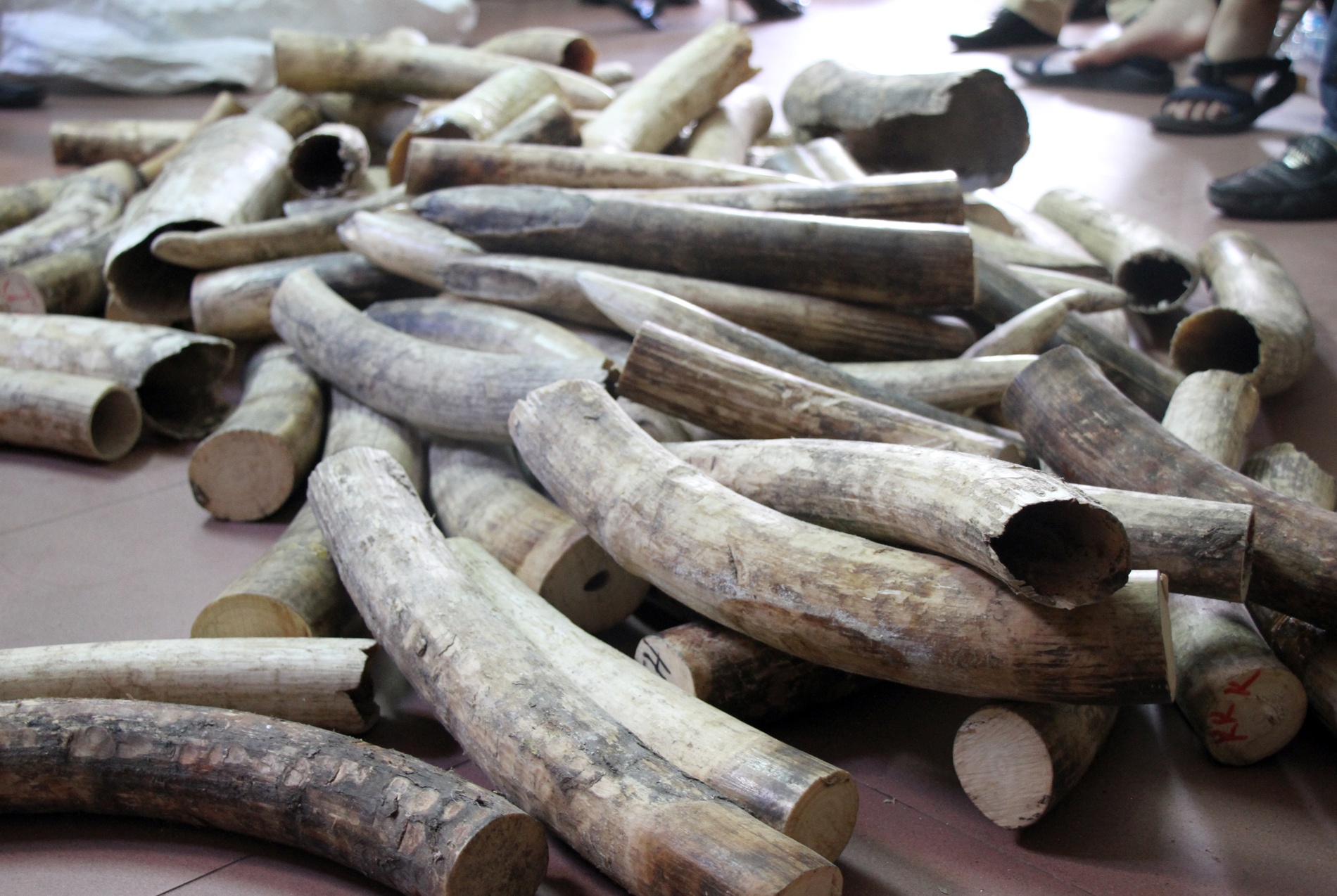 Hon 200 kg nga voi trong nha dau nau mua ban dong vat hinh anh