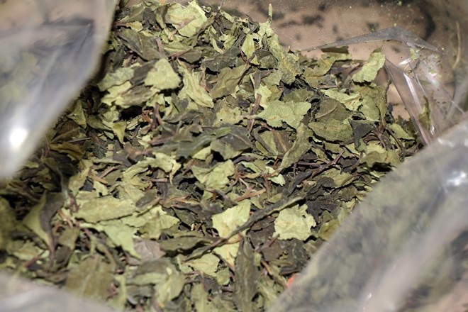 Chan 82,5 kg ma tuy Khat cuc doc gui qua duong hang khong hinh anh