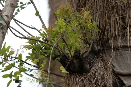Nghi van xa cu co thu het hang loat anh 8
