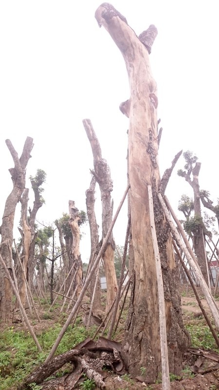 Nghi van xa cu co thu het hang loat anh 9
