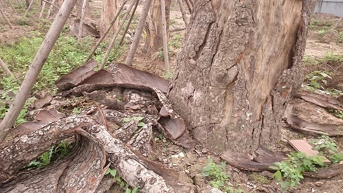 Nghi van xa cu co thu het hang loat anh 10