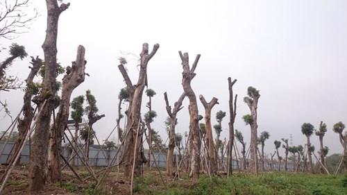 Nghi van xa cu co thu het hang loat anh 2
