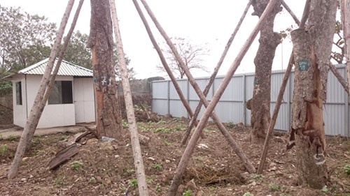 Nghi van xa cu co thu het hang loat anh 3