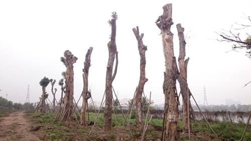 Nghi van xa cu co thu tu du an duong sat tren cao chet hang loat hinh anh