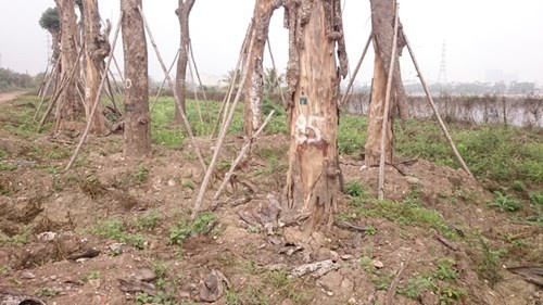 Nghi van xa cu co thu het hang loat anh 5