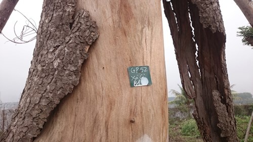 Nghi van xa cu co thu het hang loat anh 6