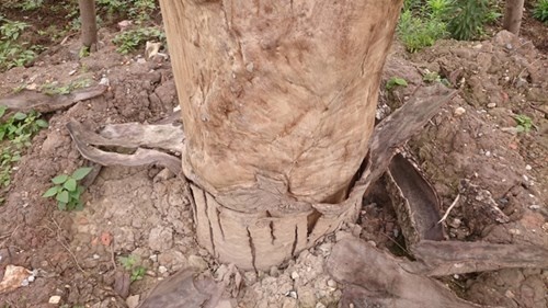 Nghi van xa cu co thu het hang loat anh 7