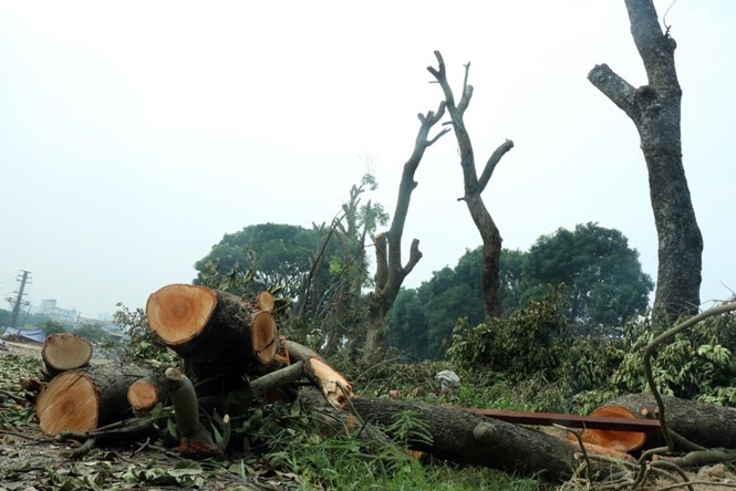 Chu tich Ha Noi kiem tra viec chat ha cay xanh anh 3