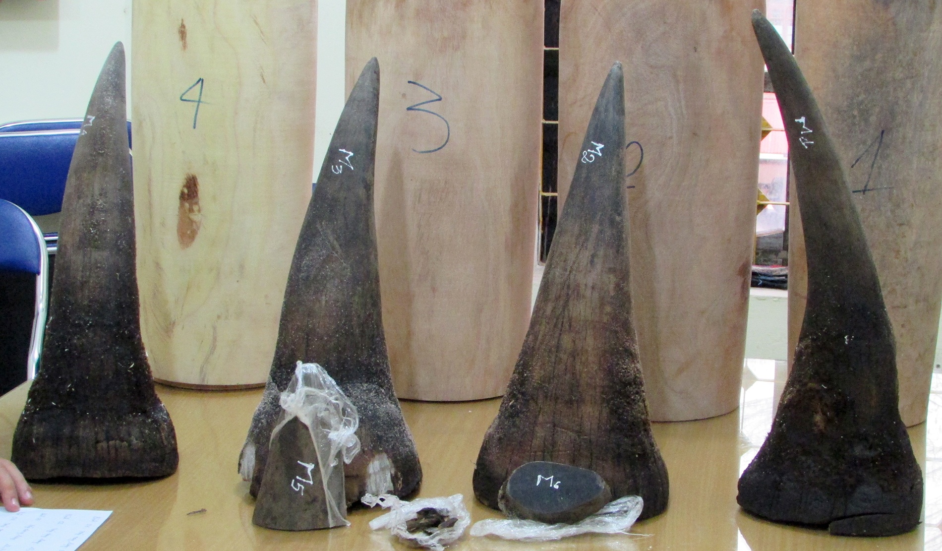 20 kg sung te giac giau trong 4 lo luc binh hinh anh