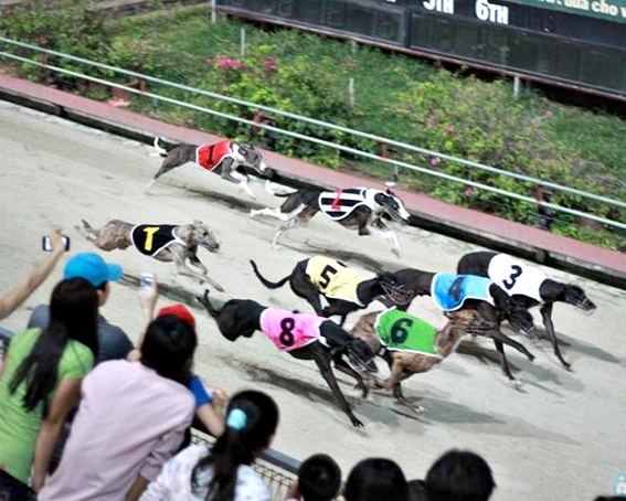 'Hop thuc hoa dat cuoc the thao la dap ung nhu cau cua dan' hinh anh