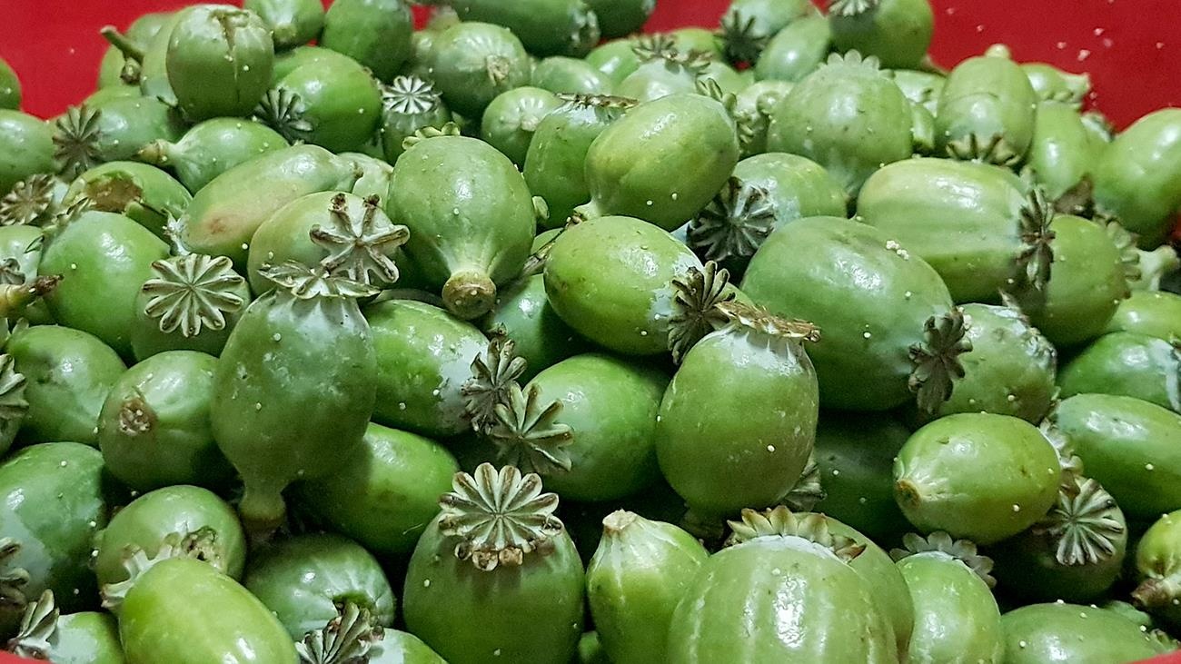 Canh sat thu giu lo cay thuoc phien trong o Lao Cai hinh anh