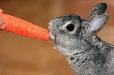 Bo Tu phap kiem tra quy dinh 'cam tho an ca rot' hinh anh