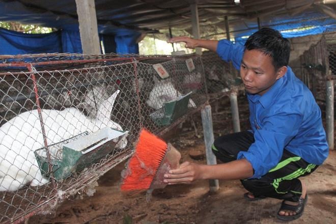 quy định cấm thỏ ăn cà rốt ảnh 1 quy dinh cam tho an ca rot anh 1