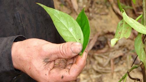 Dun la ngon cho 3 con uong vi mau thuan voi vo ve viec triet san hinh anh