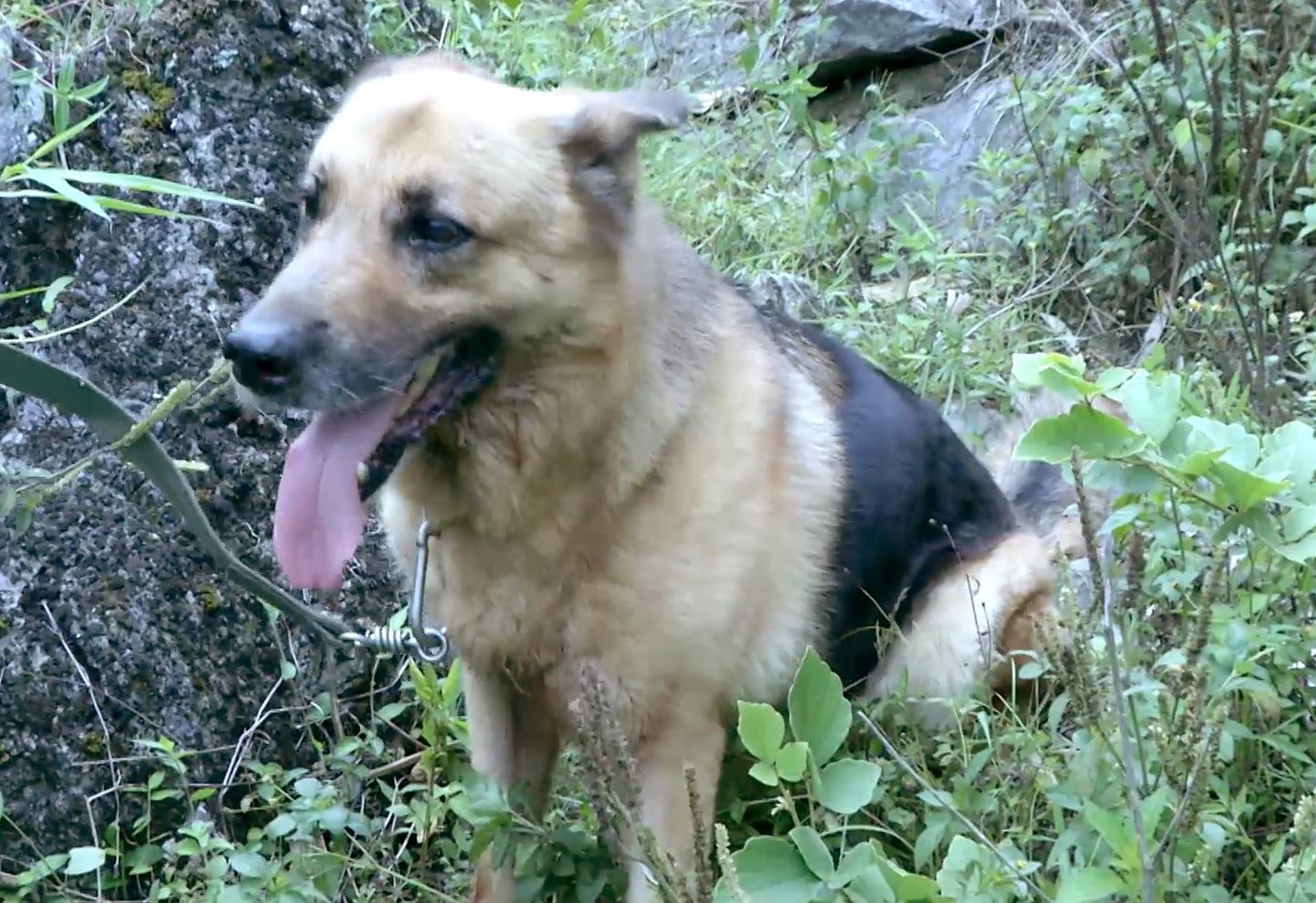 Huy dong cho nghiep vu tim kiem cu ba 80 tuoi tu nan trong rung hinh anh