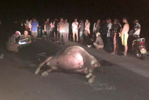 Tong trung trau tren quoc lo, oto tai lat ngang hinh anh