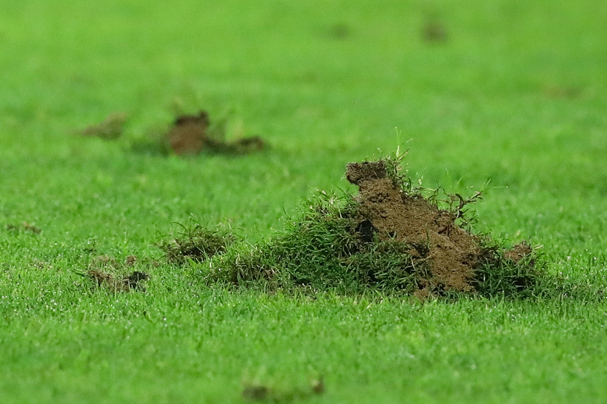 Mat san Thien Truong bi xoi tung trong tran U23 Thai Lan hinh anh