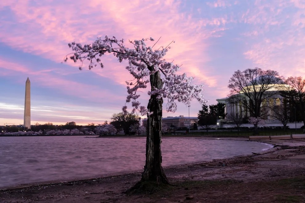 Stumpy ảnh 17 Stumpy anh 17