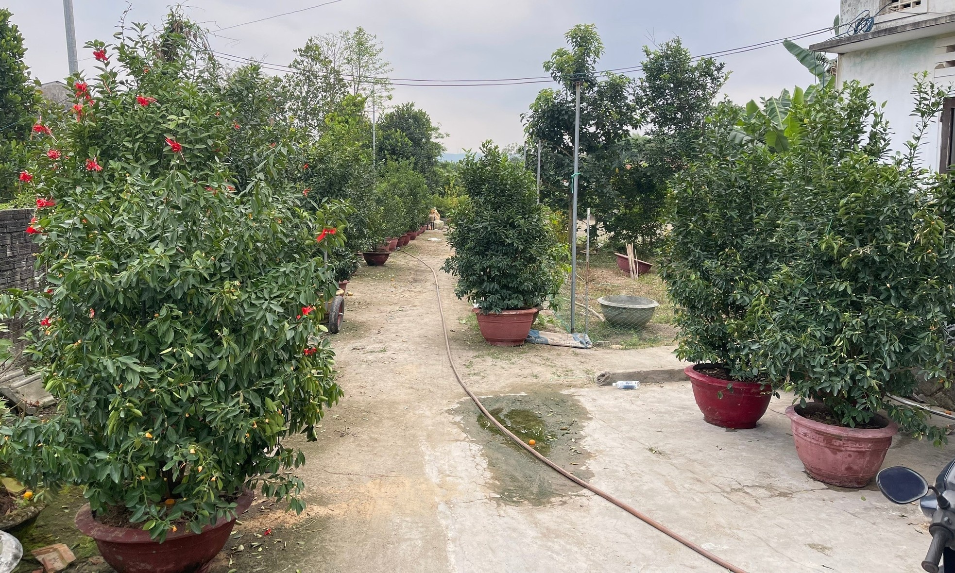 Hoi sinh cay e anh 11