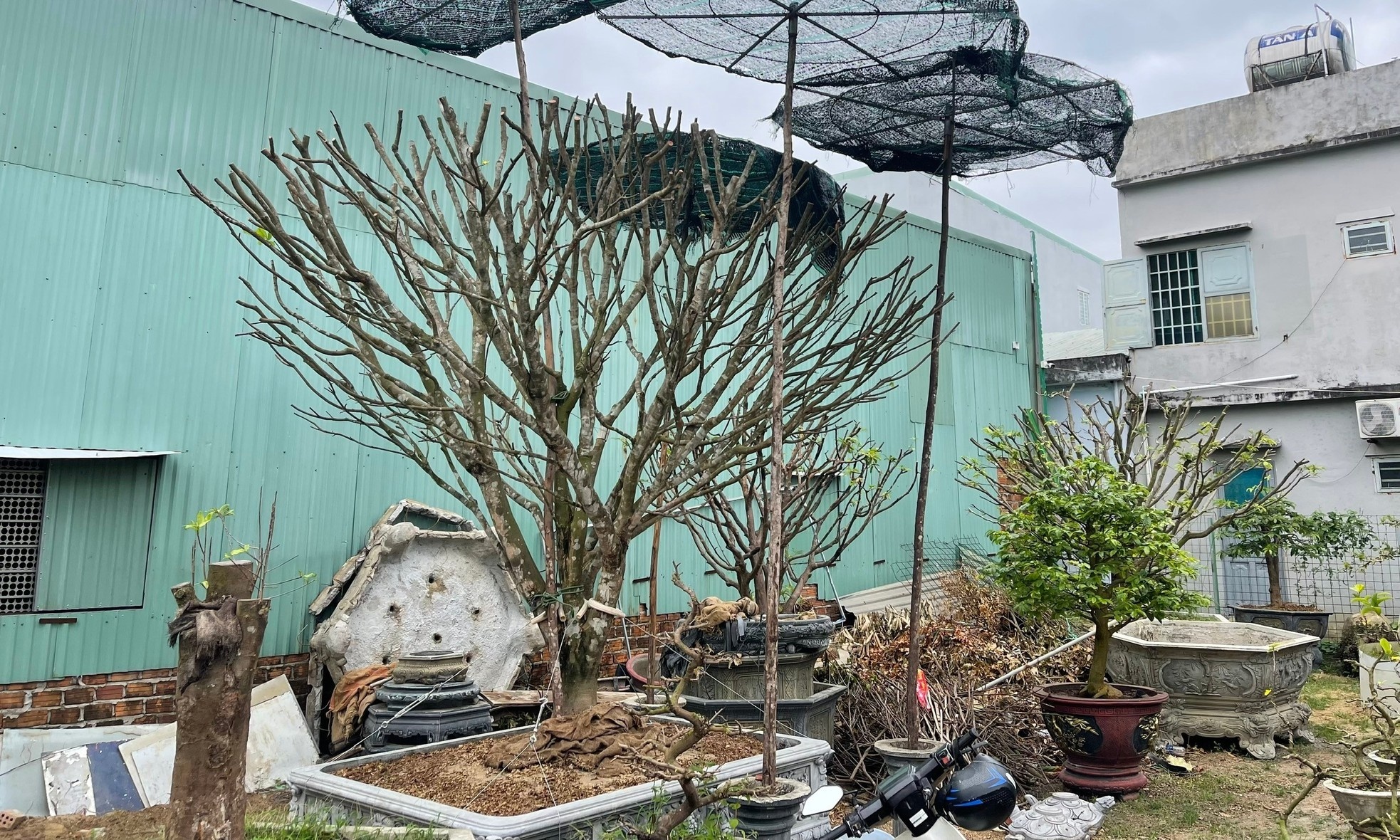 Hoi sinh cay e anh 3