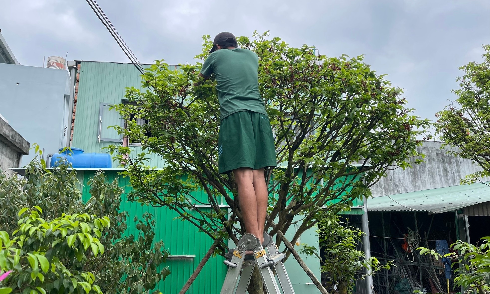 Hoi sinh cay e anh 4