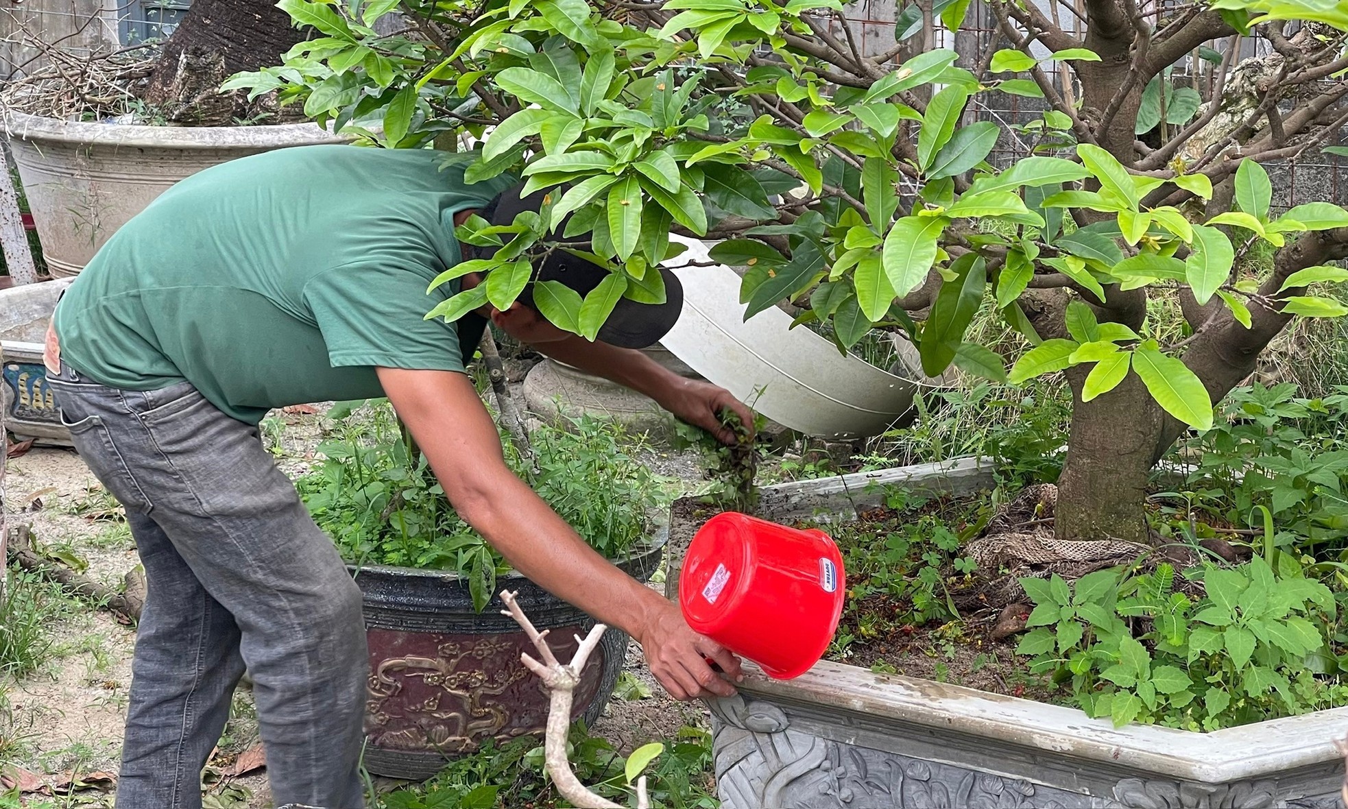 Hoi sinh cay e anh 7