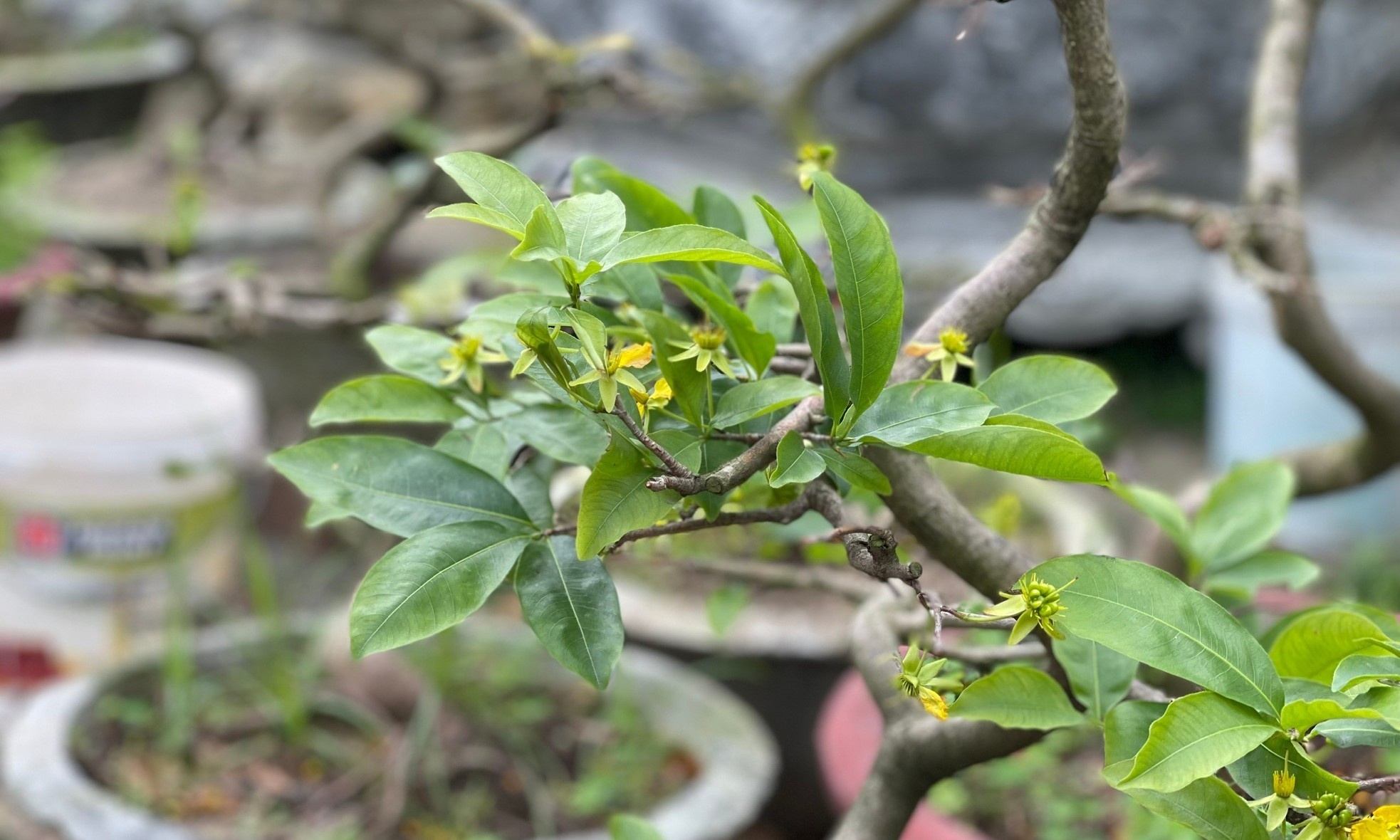 Nong dan Da Nang hoi sinh cay Tet ban e hinh anh