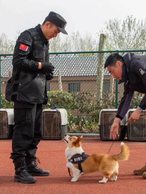 chu cho gay sot anh 3