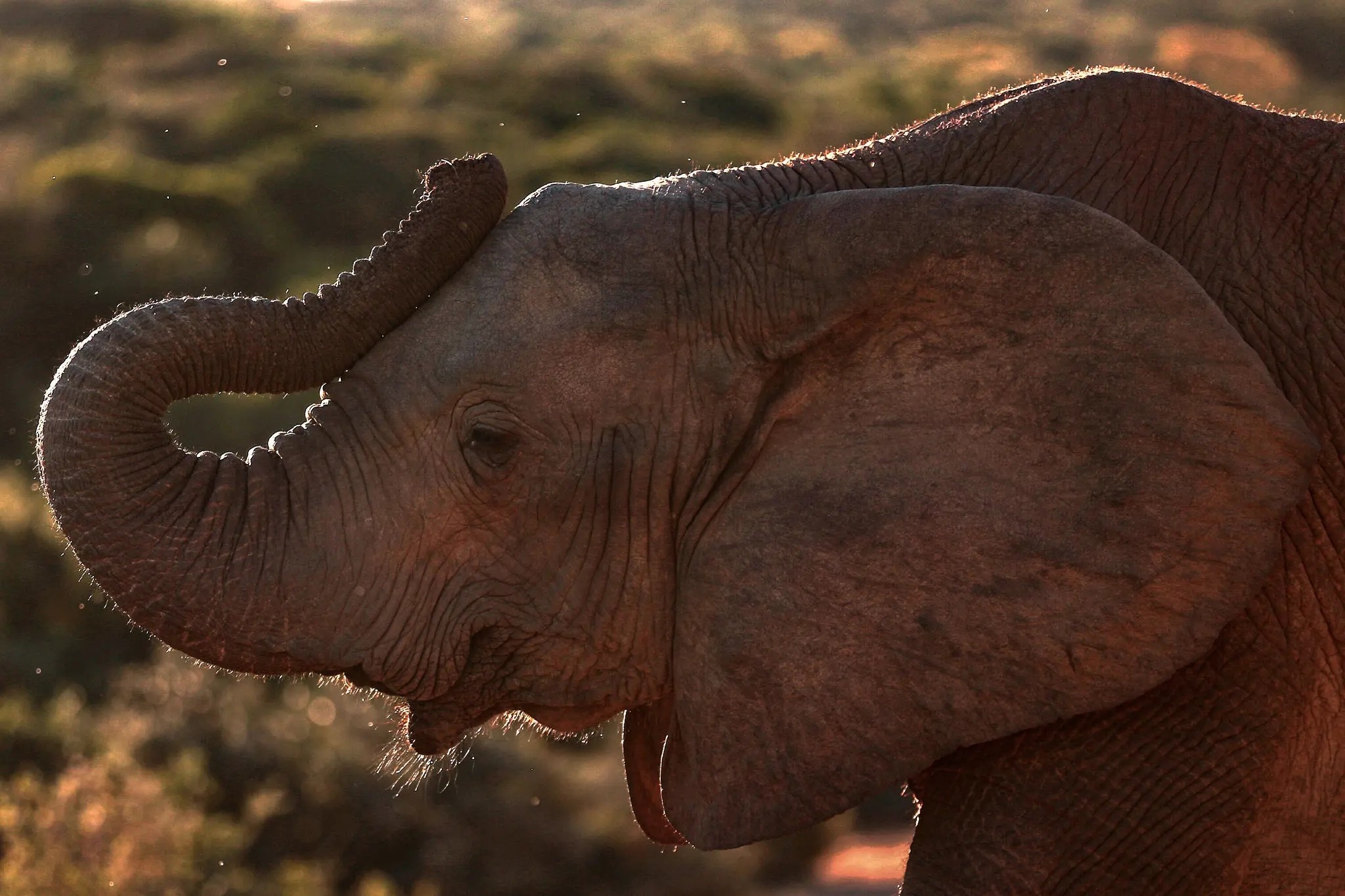 Botswana doa gui 20.000 con voi den Duc hinh anh