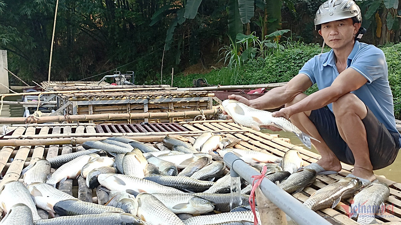 vu ca chet trang anh 1