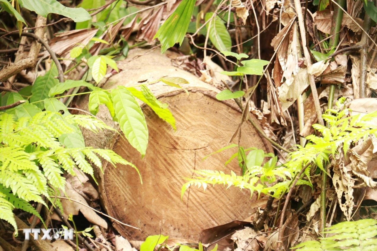 Lam tac Quang Tri anh 3