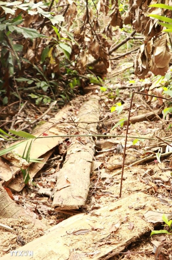 Lam tac Quang Tri anh 5