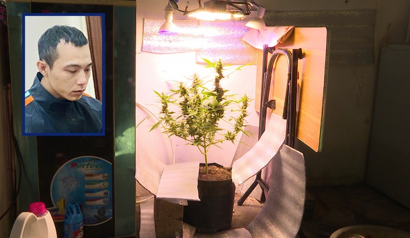 Trong cay can sa anh 1