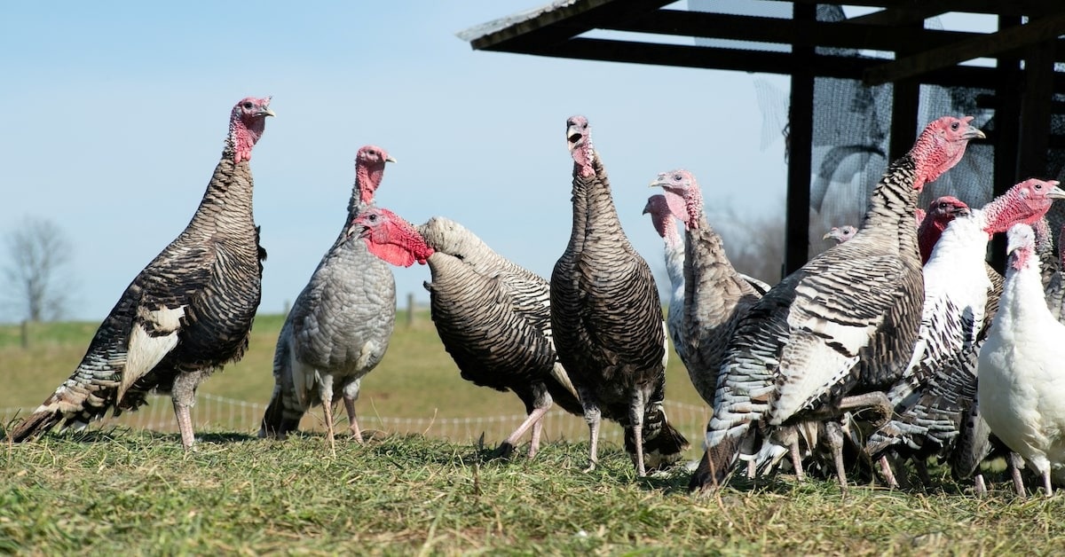 Trung Quoc ban hanh lenh cam nhap khau hang hoa tu mot loat cong ty My hinh anh