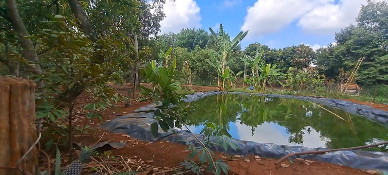 Mau thuan ghen tuong,  Bi danh tu vong anh 1