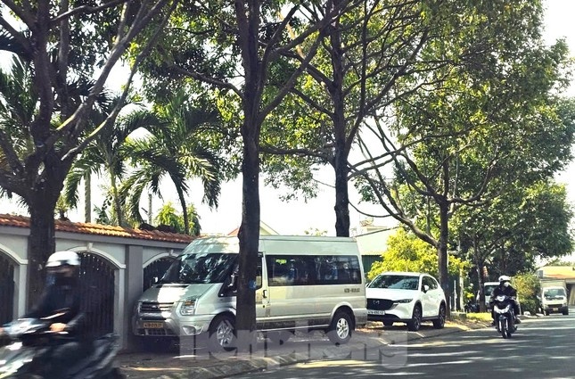 Du an cay xanh,  Cay xanh Cong Minh anh 1
