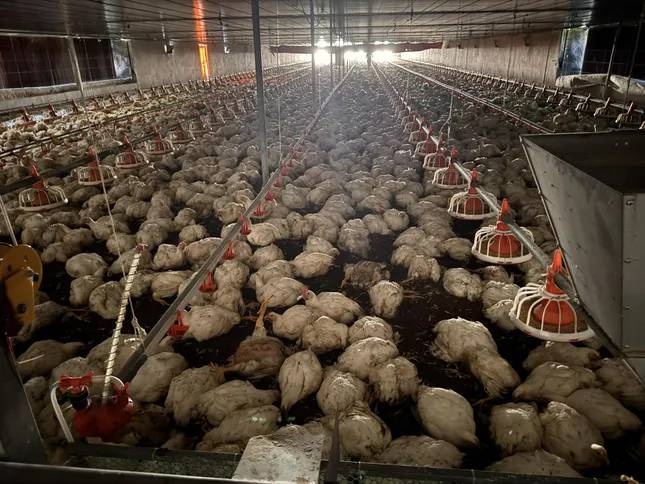 10.000 con ga,  chet ngat anh 2