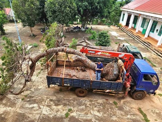 Dieu tra vu trom 2 cay thong bonsai co thu trong du an san golf FLC hinh anh