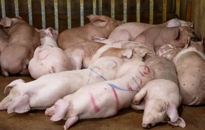 Pha duong day giet mo lon benh roi ban khap cac cho, nha hang Ha Noi hinh anh