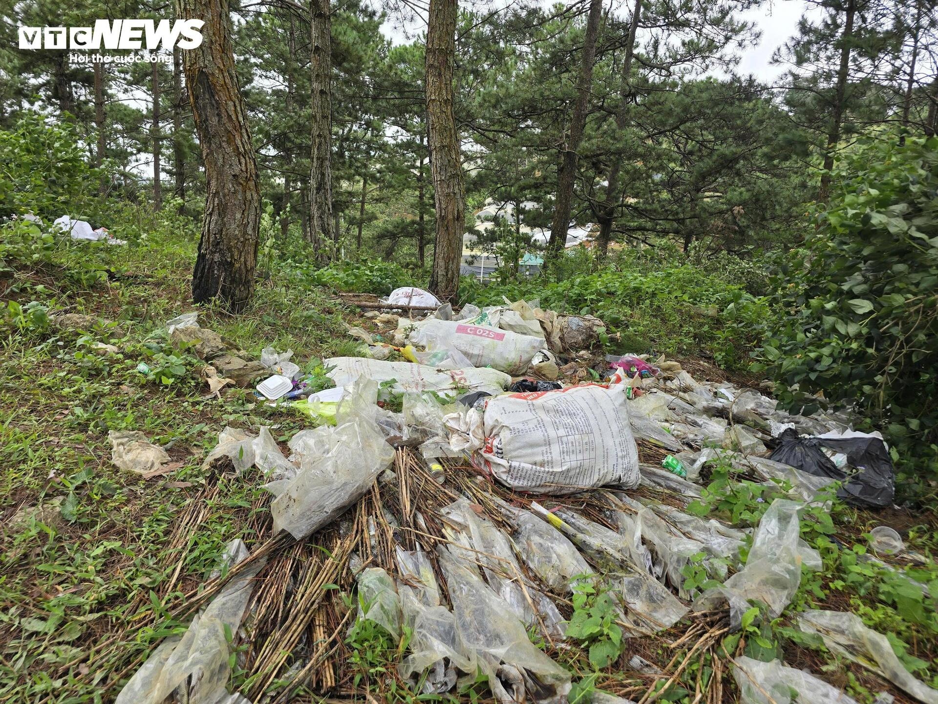 Rac rung LangBiang Da Lat anh 12