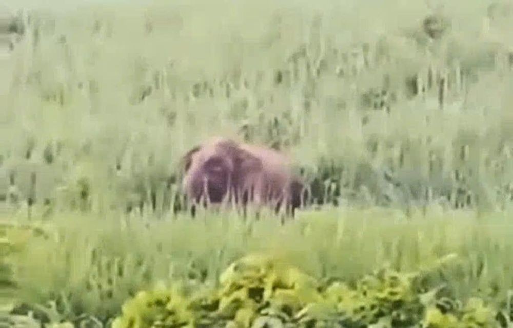 Xuat hien voi rung gan khu dan cu o Nghe An hinh anh