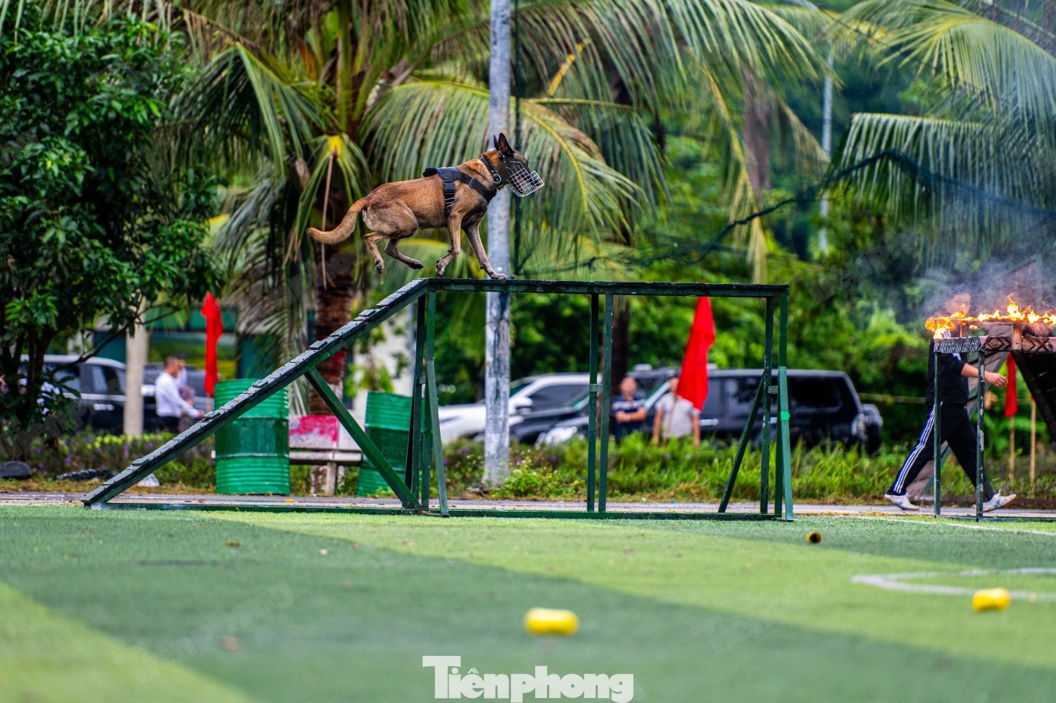 Cảnh khuyển ảnh 13 Canh khuyen anh 13