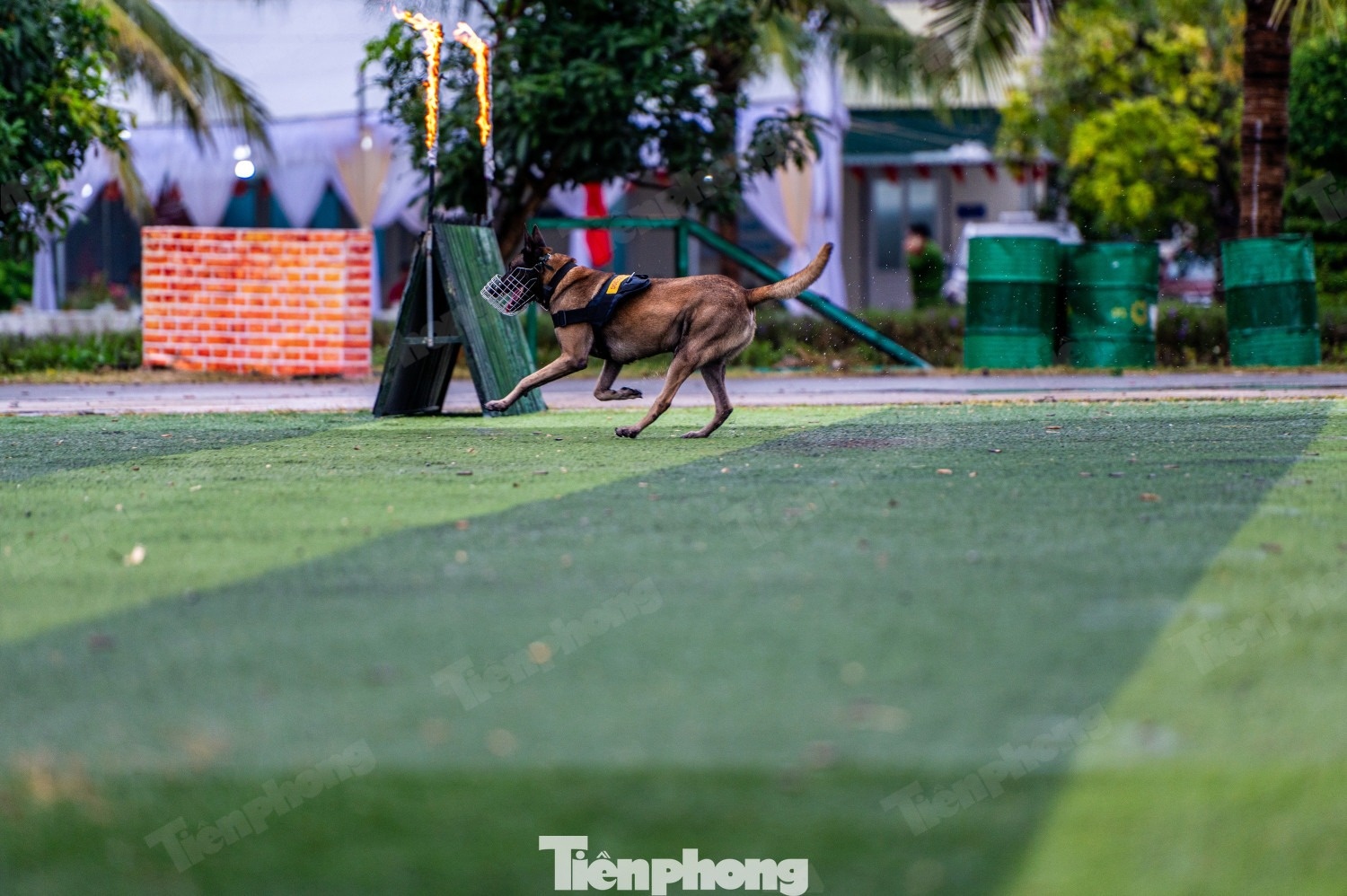 Cảnh khuyển ảnh 12 Canh khuyen anh 12