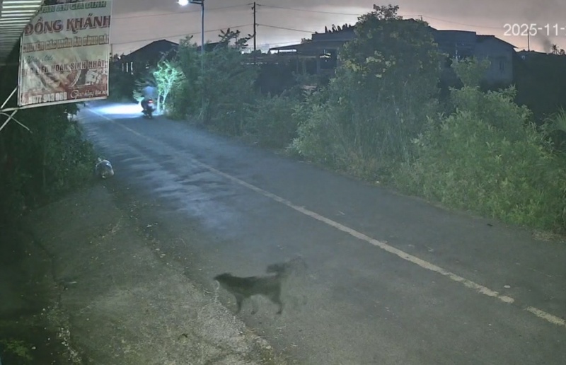 Trộm chó bằng ôtô, gây náo loạn, vùng quê ảnh 1 Trom cho bang oto, gay nao loan, vung que anh 1