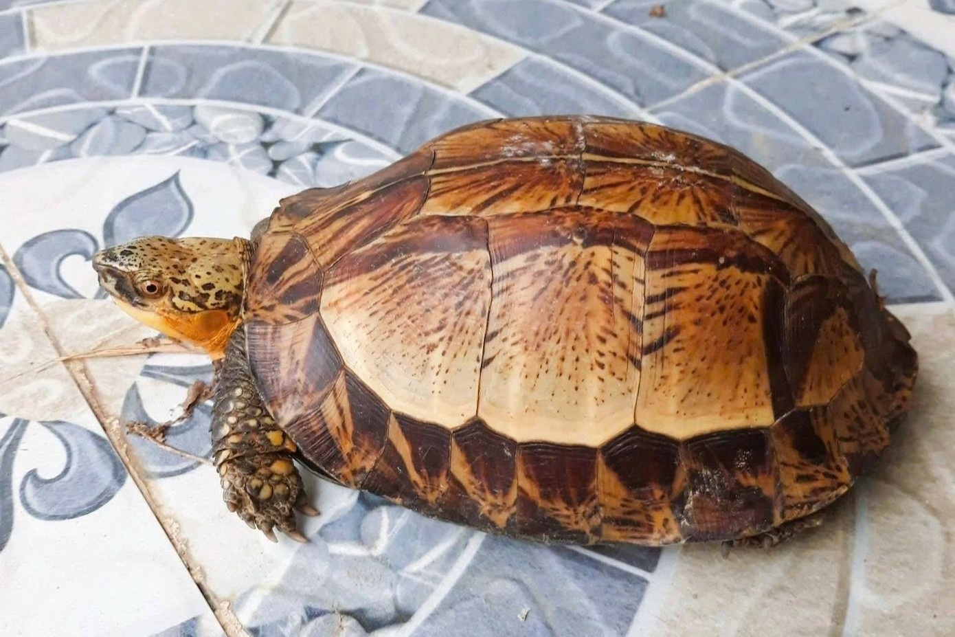 Nhat duoc rua tran vang quy hiem tren duong hinh anh