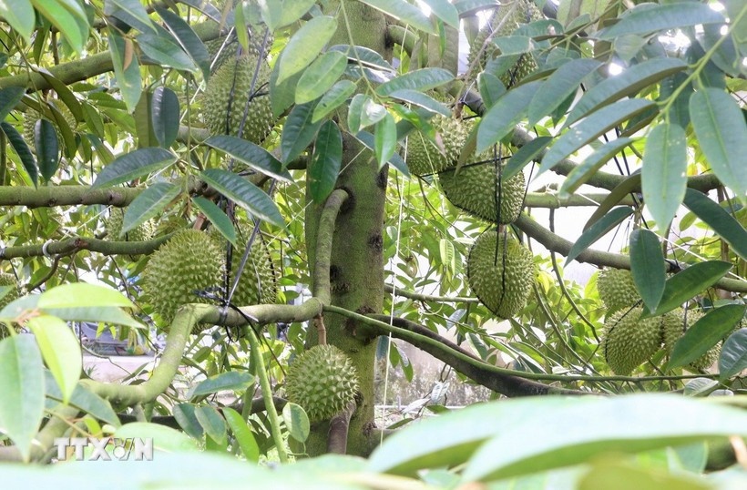 Nhieu doanh nhan,  bi bat,  Sau rieng anh 1