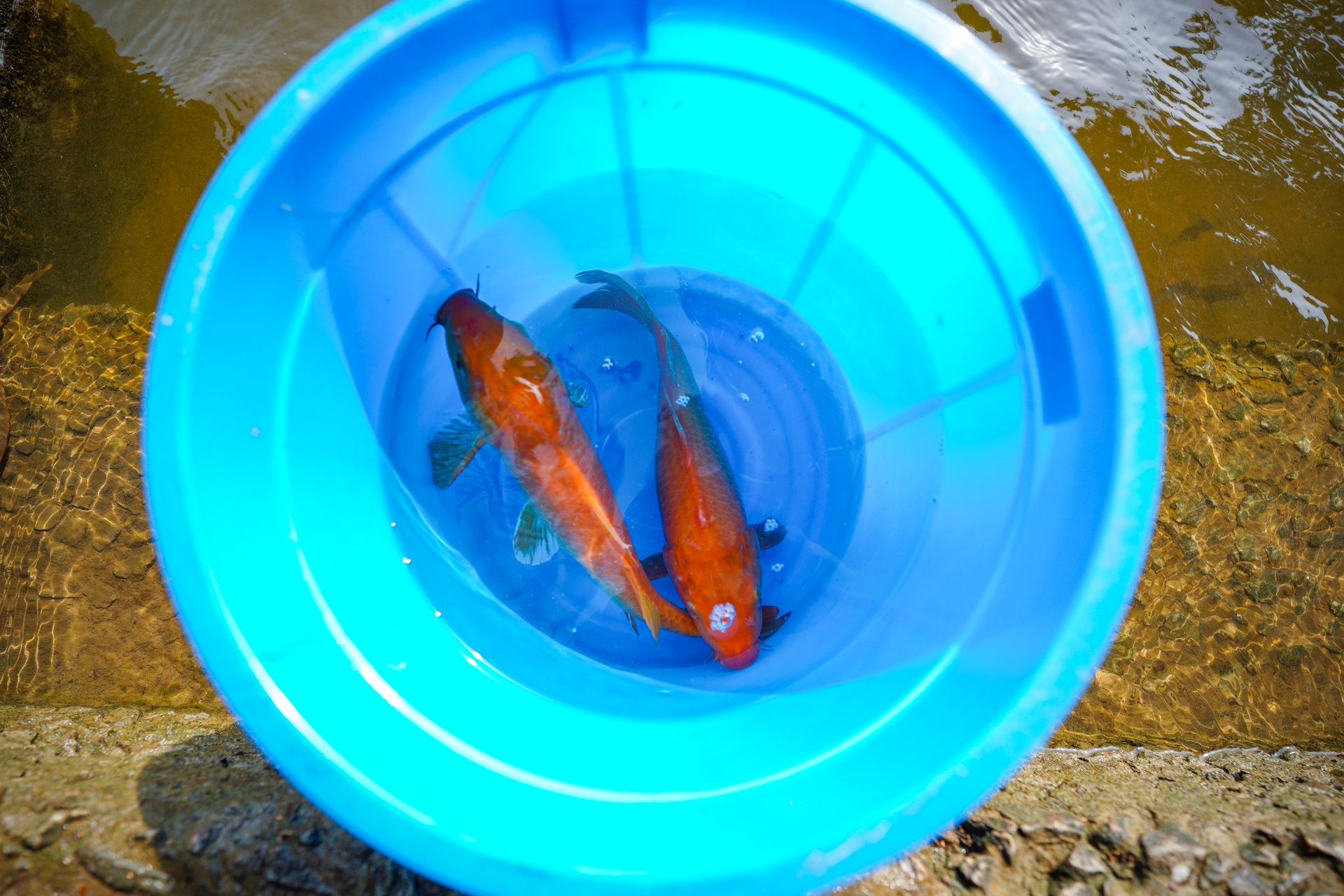 Phong sinh hon mot tan ca anh 7