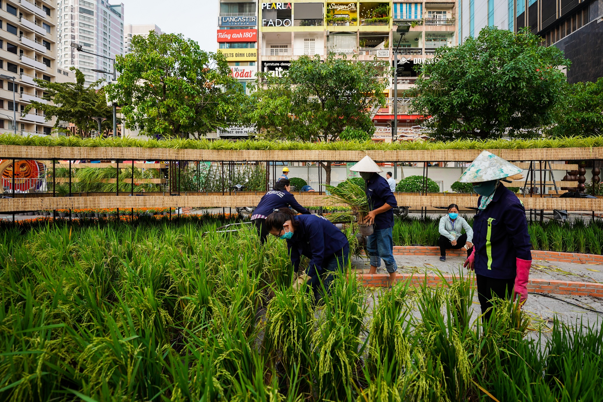 Duong hoa Nguyen Hue 2022 anh 5
